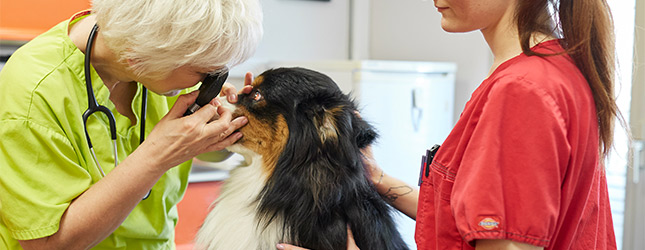 Lo último sobre perros