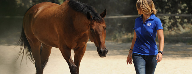 Lo último sobre équidos