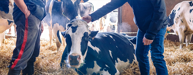 Lo último sobre animales de granja