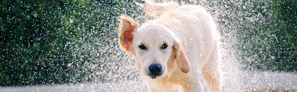 Otitis externa alérgica bilateral recurrente en el perro