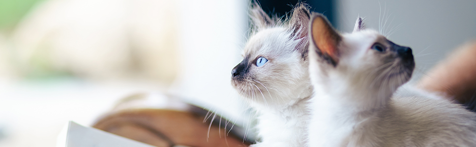 La importancia de los microchips