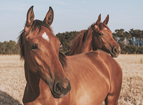 caballos_campo.png