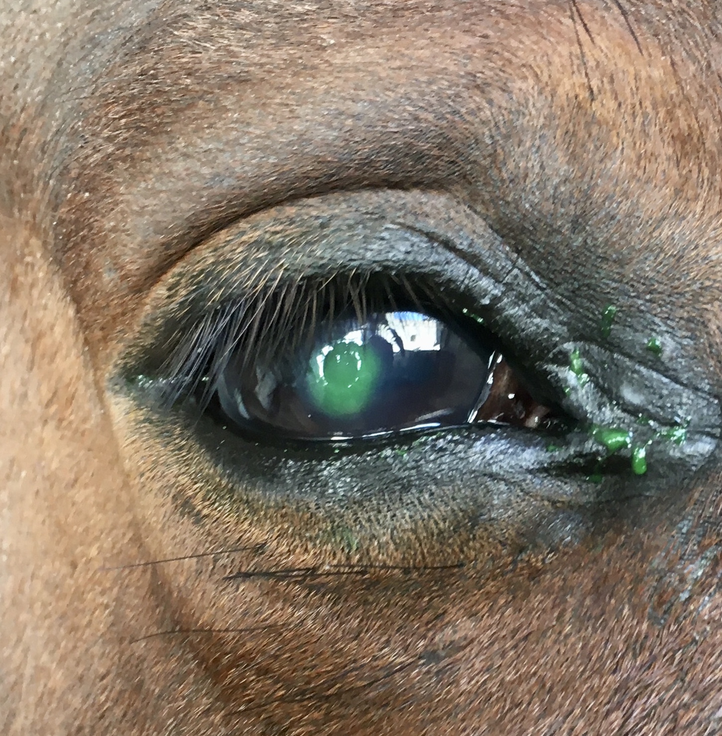 ulcera_corneal_caballo.jpg