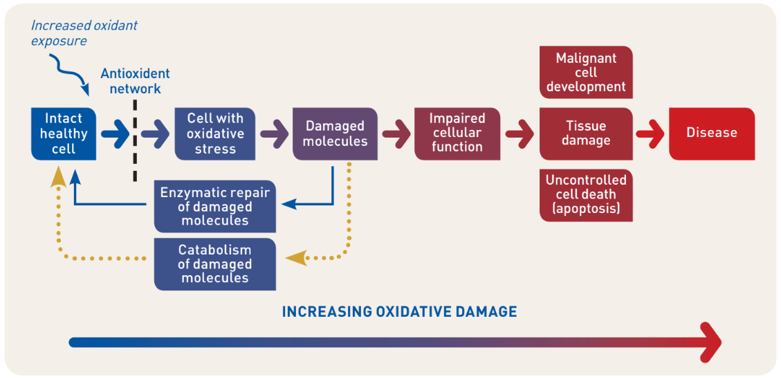 large animal graph 2.PNG