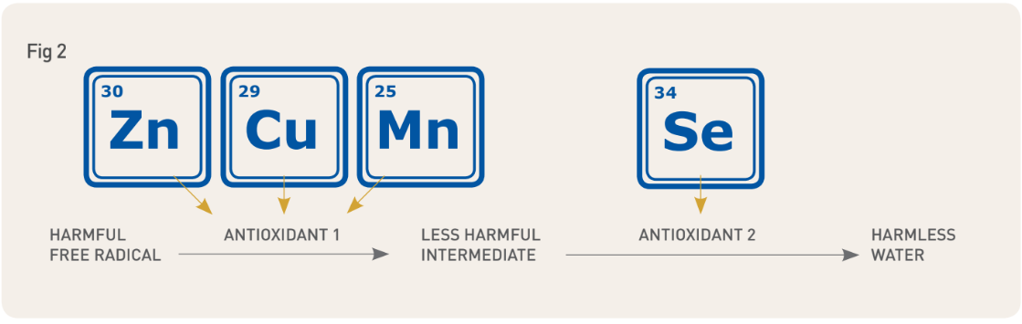 large animal graph 3.PNG